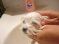 shampoo.jpg